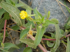 Oenothera villosa strigosa