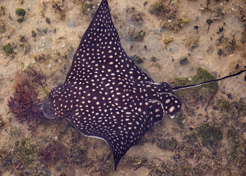 Spotted eagle ray