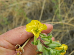 Oenothera villosa strigosa