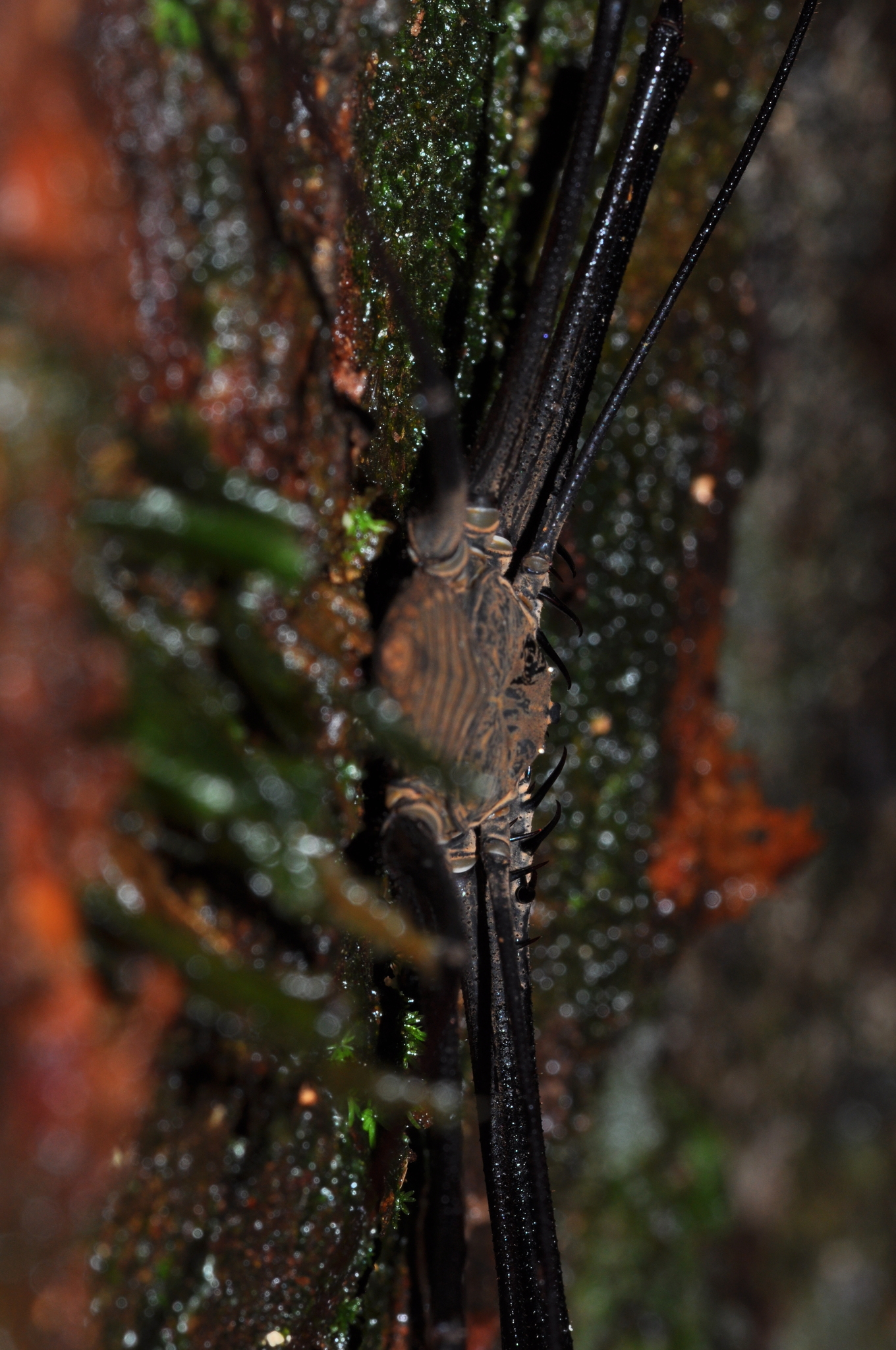 Heterophrynus batesii (Butler, 1873)