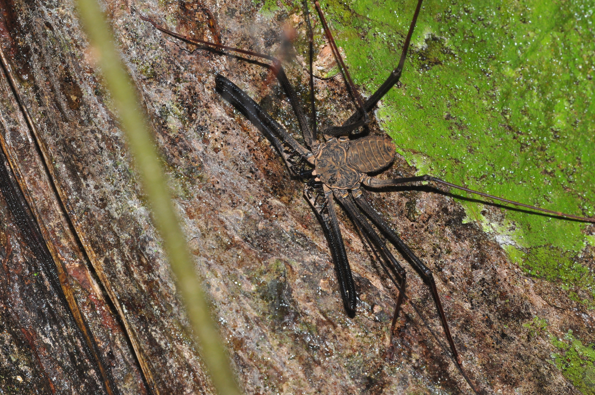 Heterophrynus batesii (Butler, 1873)