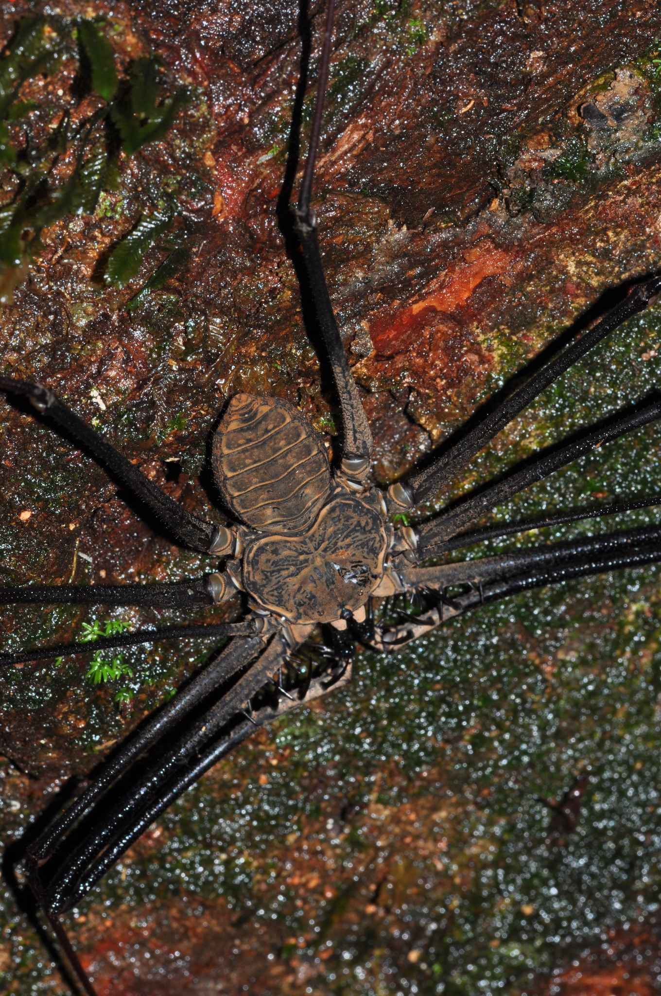 Heterophrynus batesii (Butler, 1873)