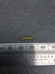 Evergestis rimosalis