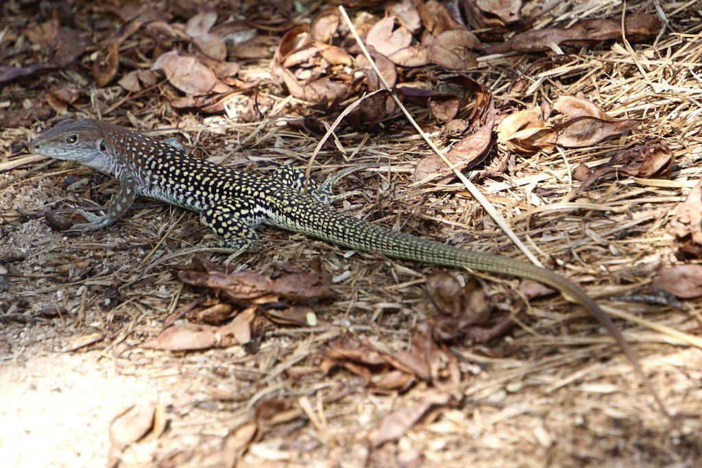 Giant Spotted Whiptail