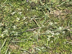 Hesperevax sparsiflora