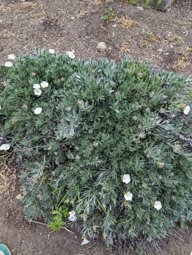 Convolvulus cneorum