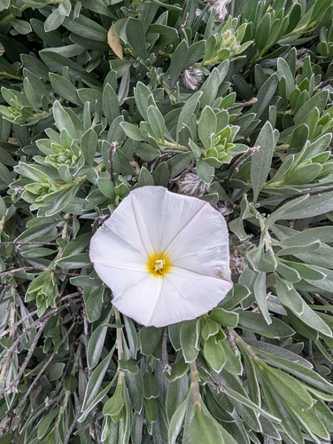 Convolvulus cneorum