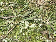 Hesperevax sparsiflora