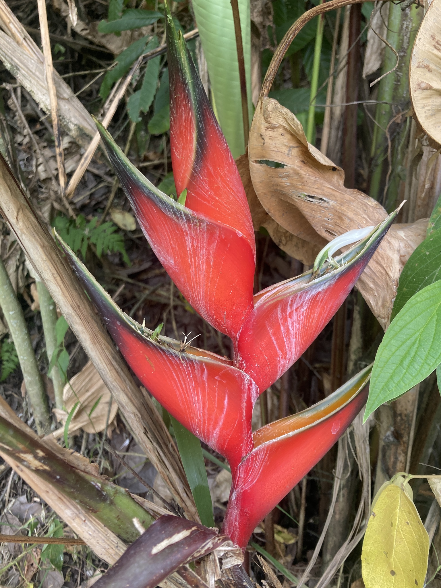 Imagem de Bananeira-do-brejo