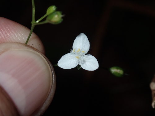 Gibasis pellucida observed 2024-01-20