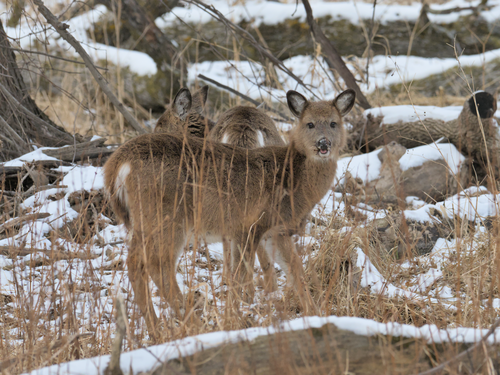 White-tailed Deer photographed in Minnesota