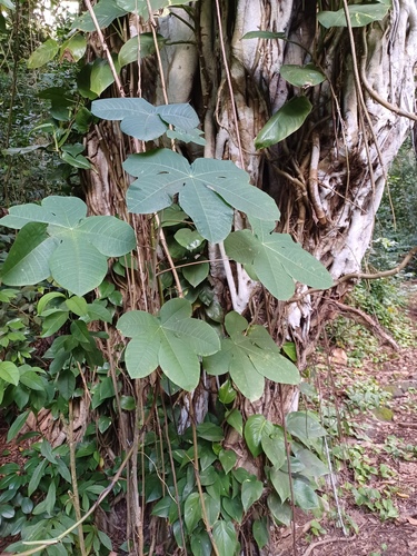 Manihot carthagenensis observed 2024-01-20