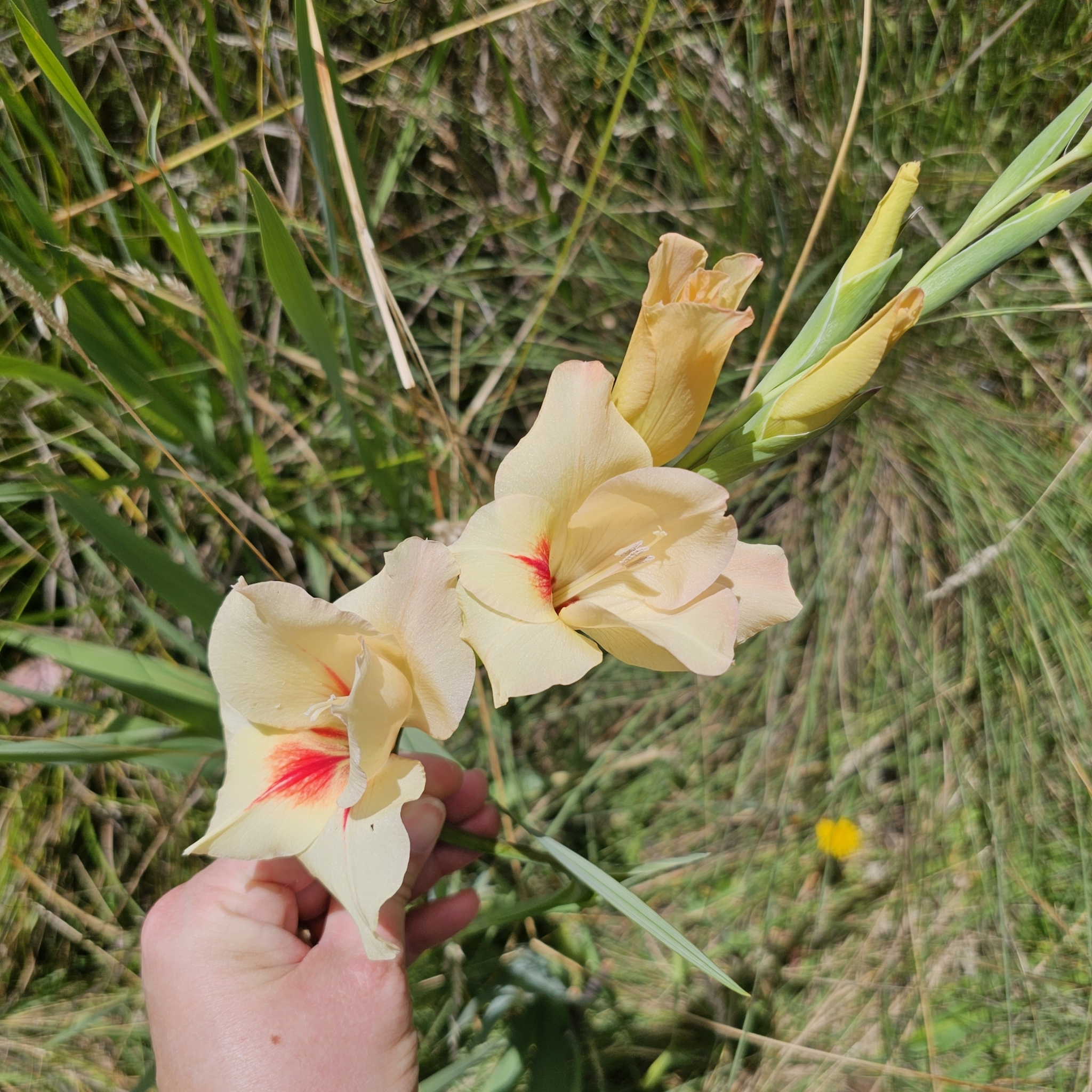 Imagem de Palma-de-santa-rita