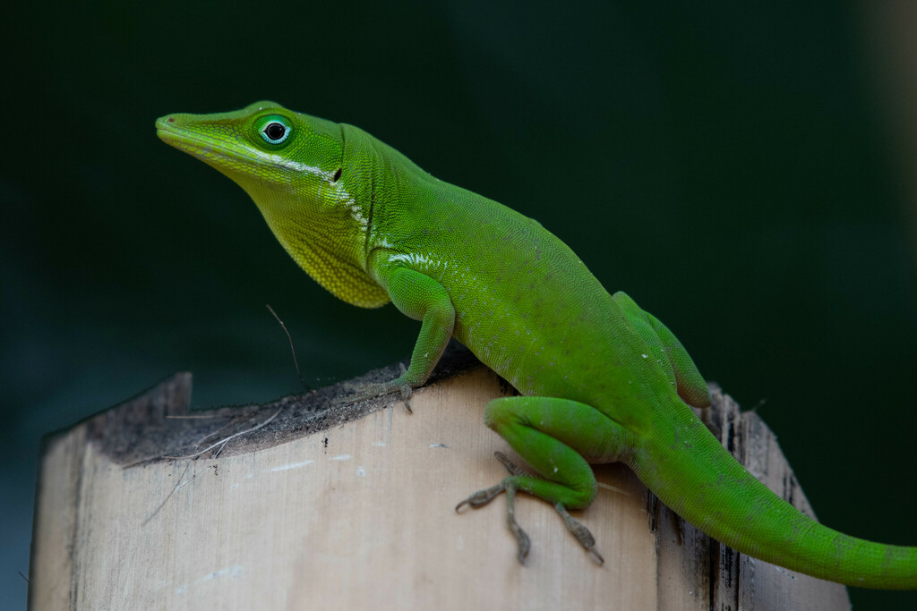 Pedernales Green Anole
