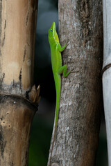 Pedernales Green Anole photo 3