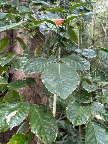Polyscias guilfoylei