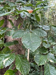 Polyscias guilfoylei