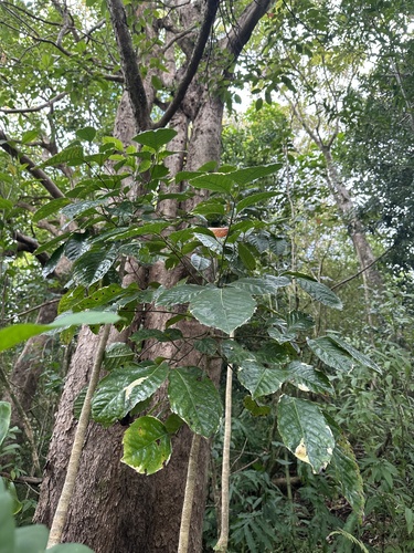 Polyscias guilfoylei