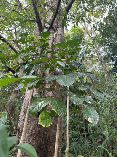 Polyscias guilfoylei