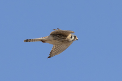 Falco sparverius sparverius