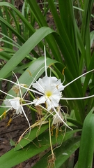 Hymenocallis liriosme