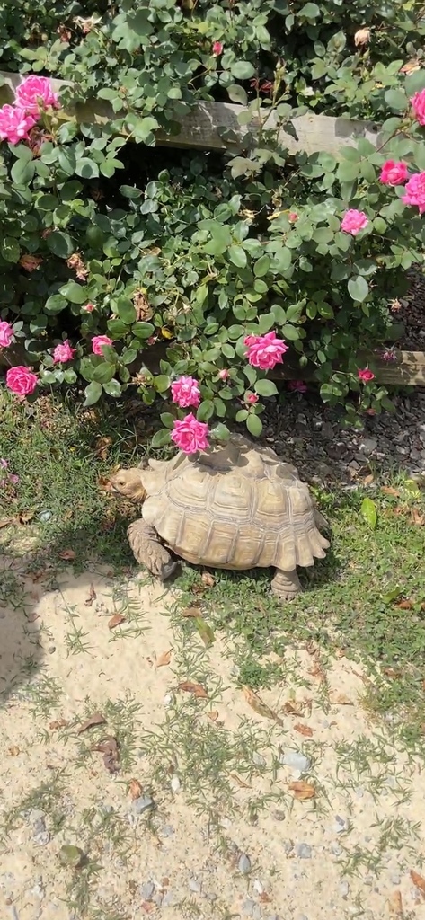 African Spurred Tortoise from Hilltop Needmore Rd, Fuquay Varina, NC ...