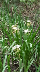 Hymenocallis liriosme