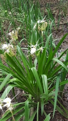 Hymenocallis liriosme