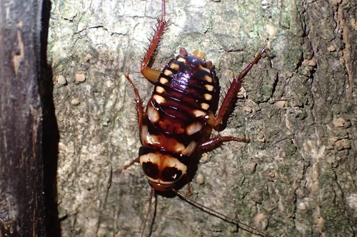 Australian Cockroach photo 5