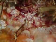 Alcyonium coralloides