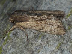 Apamea cuculliformis