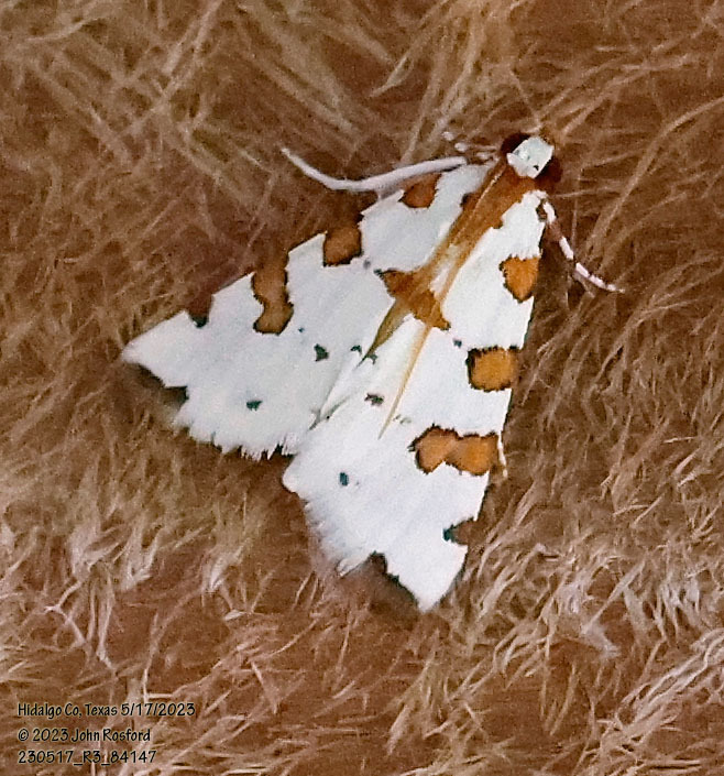 Eight-barred Lygropia Moth
