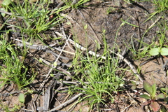 Isolepis pseudosetacea