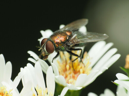 Illustrious Greenbottle Fly photo 5