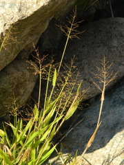 Dichanthelium scribnerianum