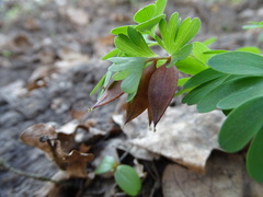 Corydalis pumila