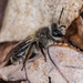 Frigid Mining Bee - Photo (c) bob15noble, some rights reserved (CC BY-NC), uploaded by bob15noble