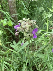 Tradescantia gigantea