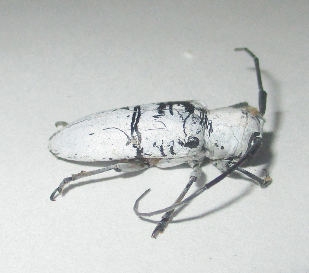 Prosopocera nivosa