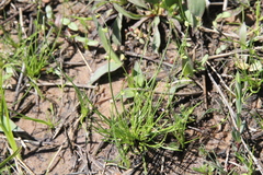 Isolepis pseudosetacea