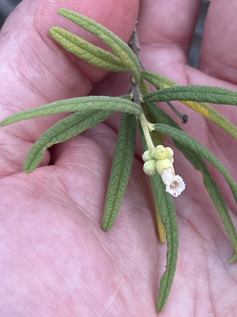 Varronia revoluta