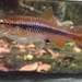Rasbora wilpita - Photo (c) QuestaGame, some rights reserved (CC BY-NC-ND), uploaded by QuestaGame