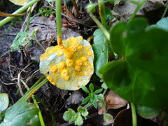 Uromyces rumicis