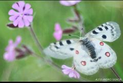Parnassius