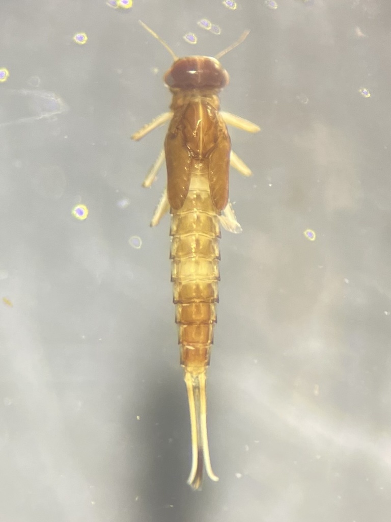 Pseudocloeon propinquum