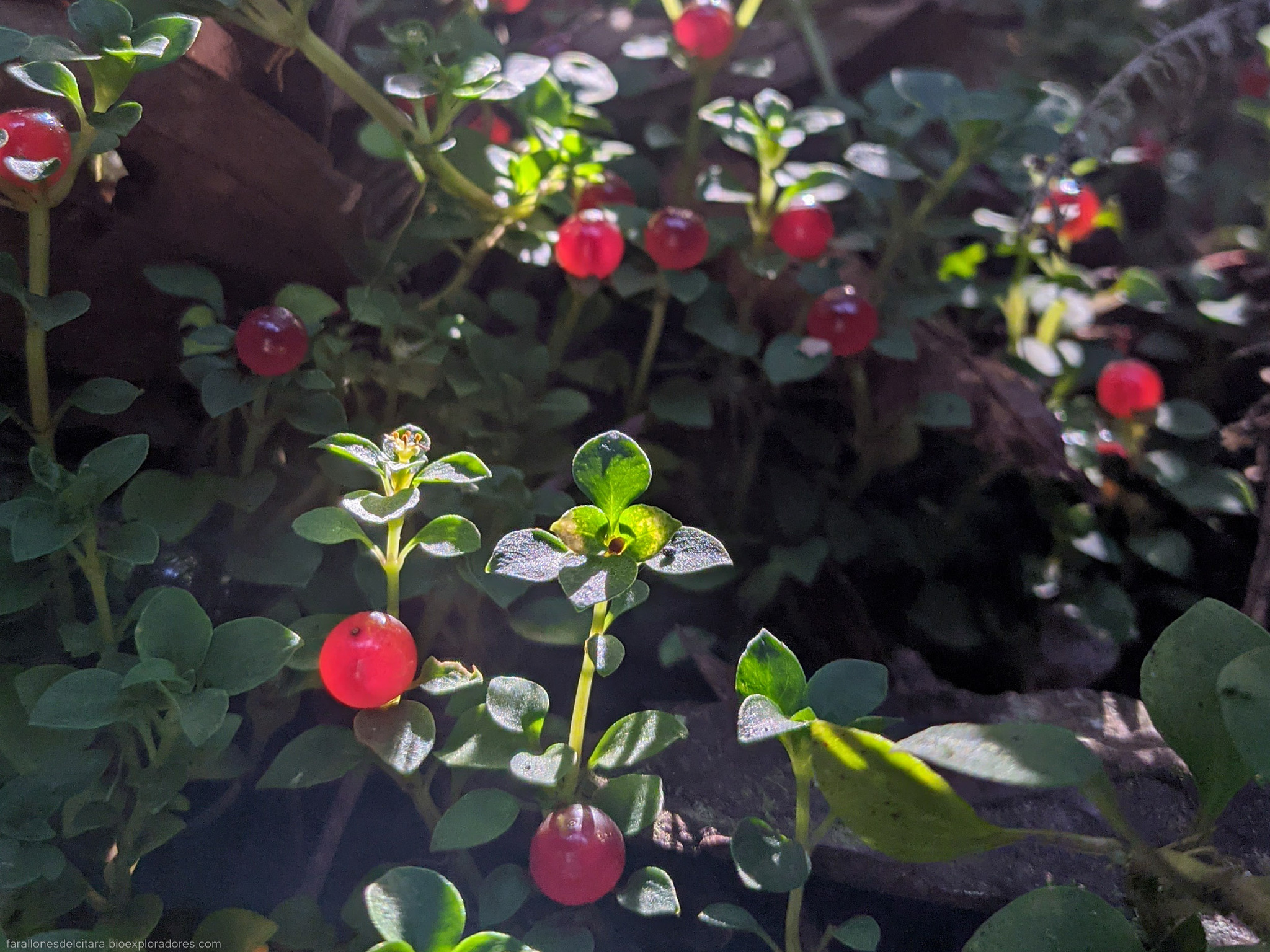 Imagem de Planta-dinheiro