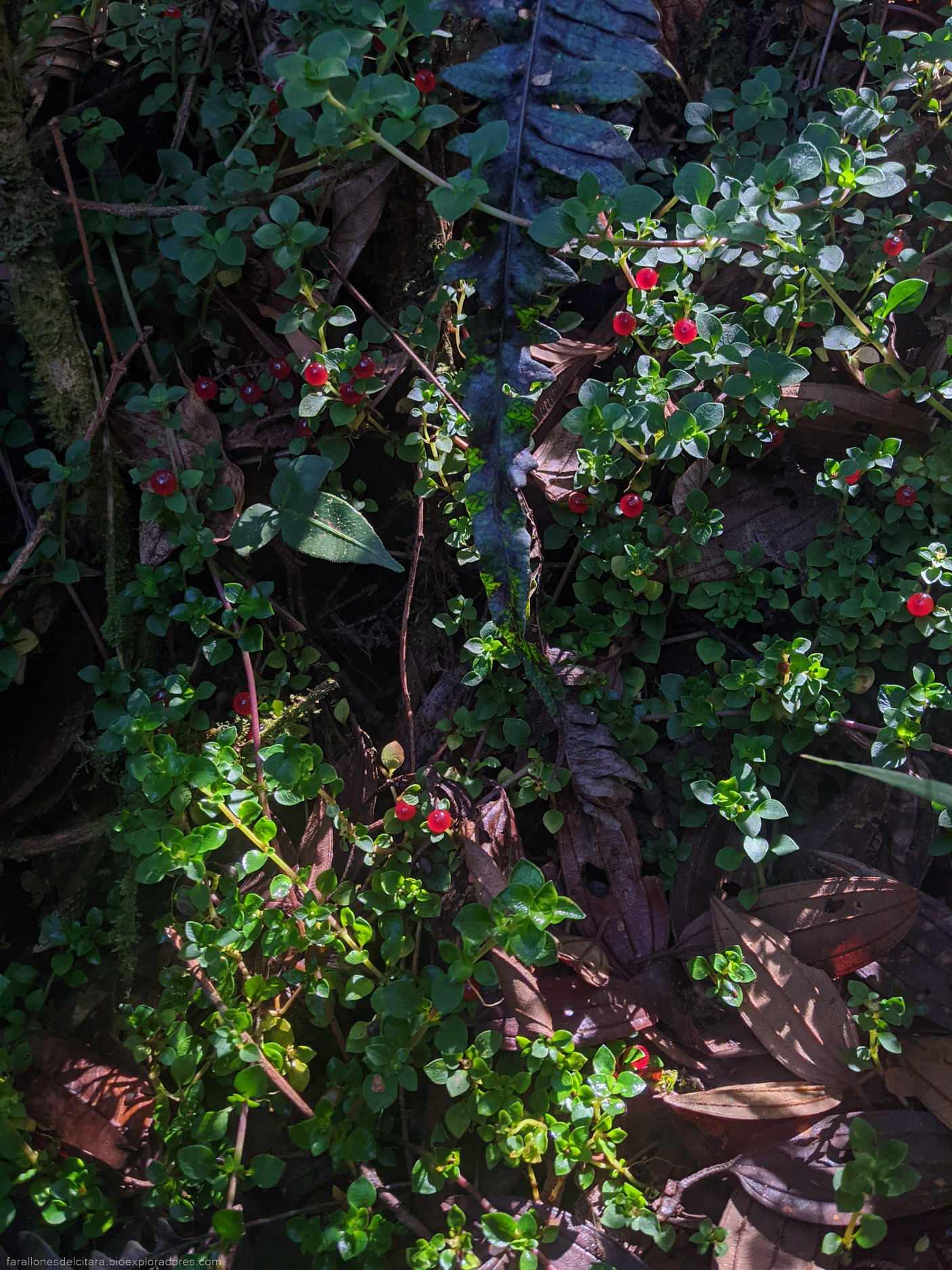Imagem de Planta-dinheiro