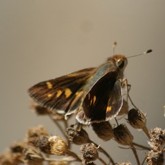 Lon melane vitellina