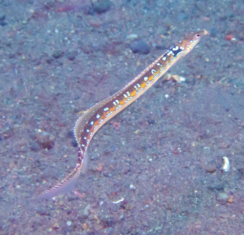 リュウグウベラギンポ