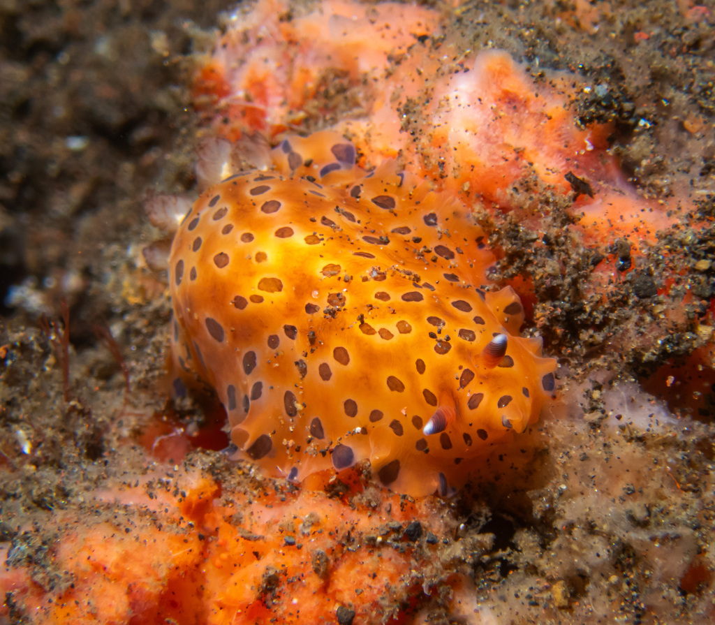 Polka-dot Sucking Dorid